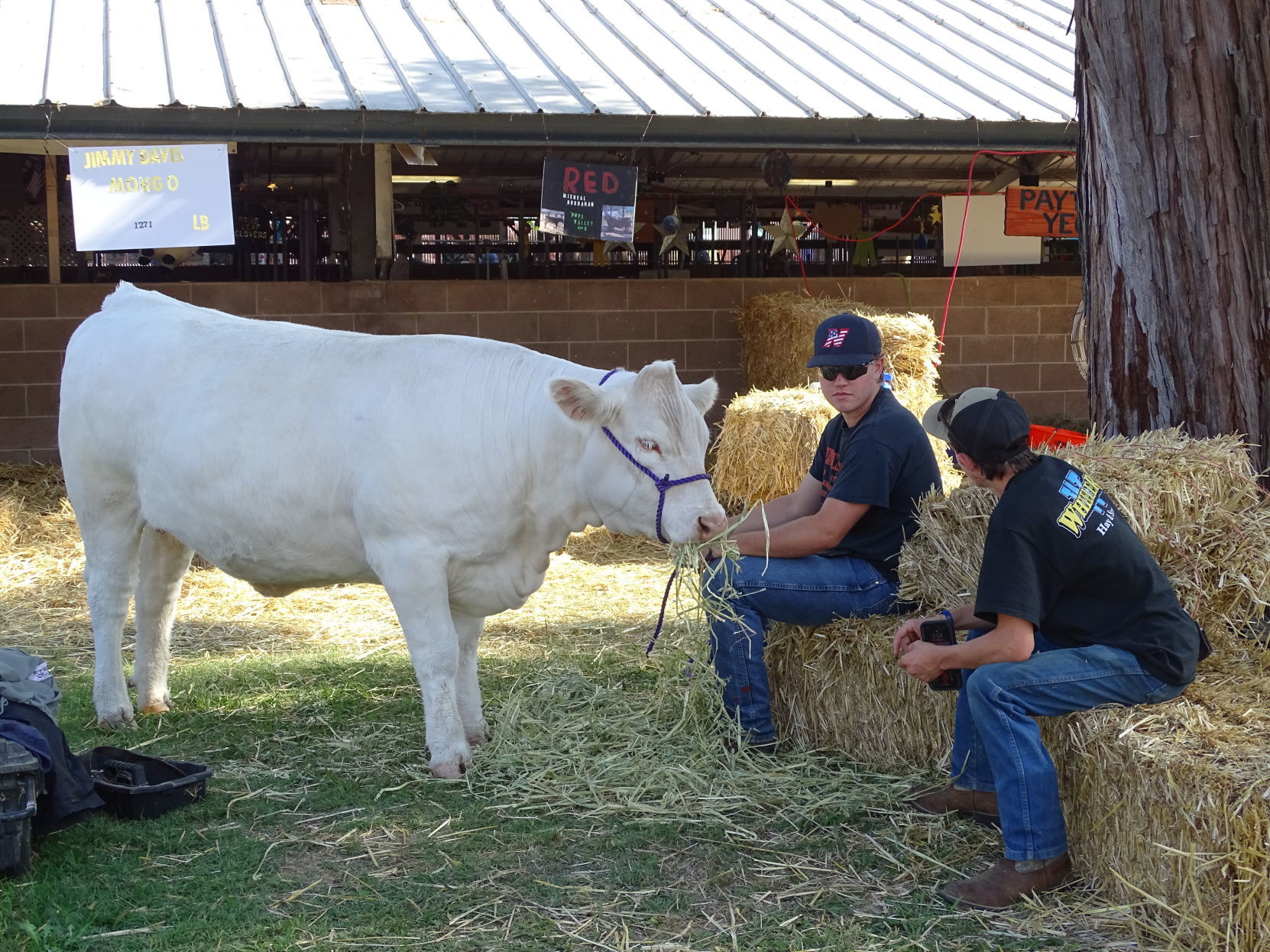 Napa Town & Country Fair 2019